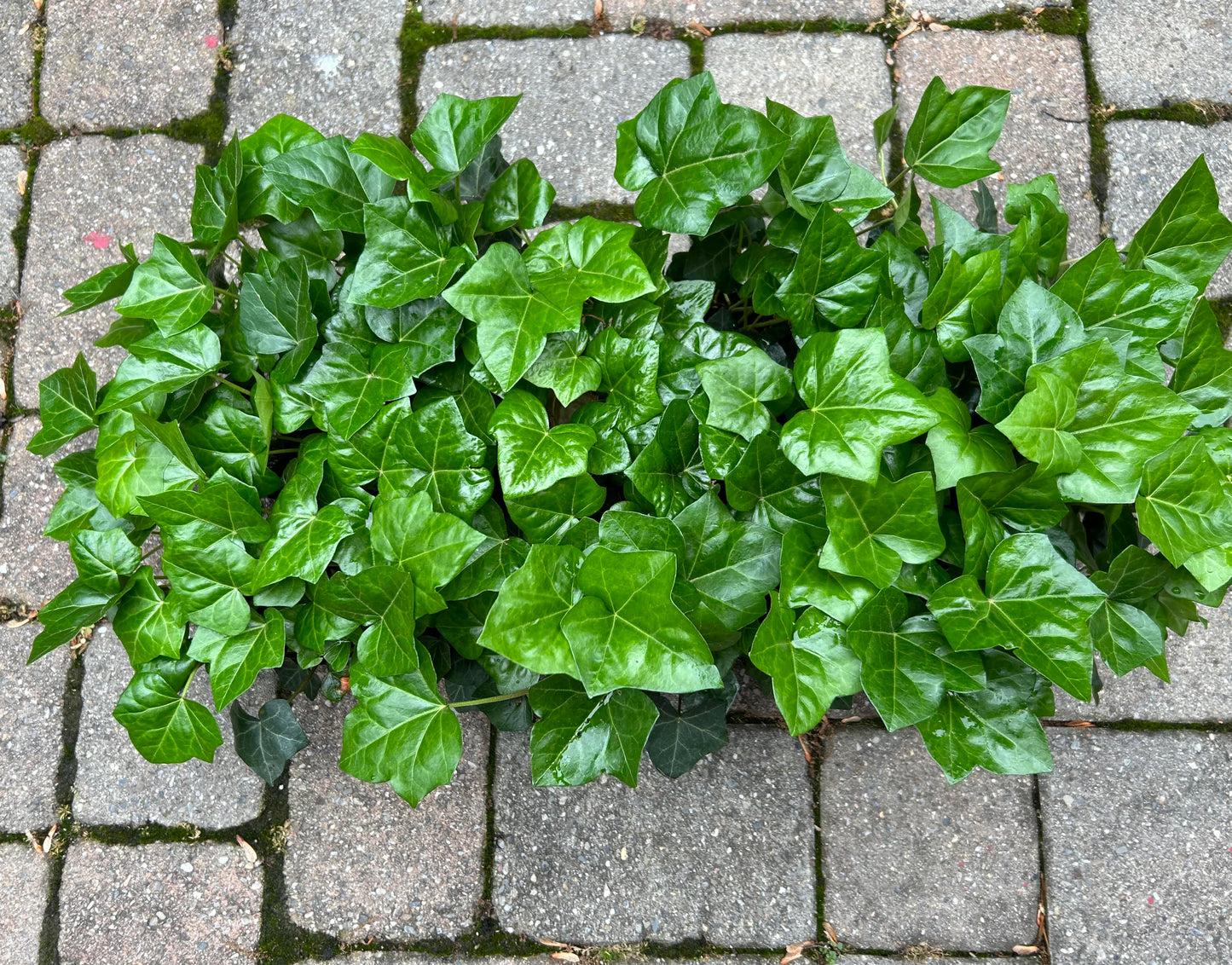 English Ivy