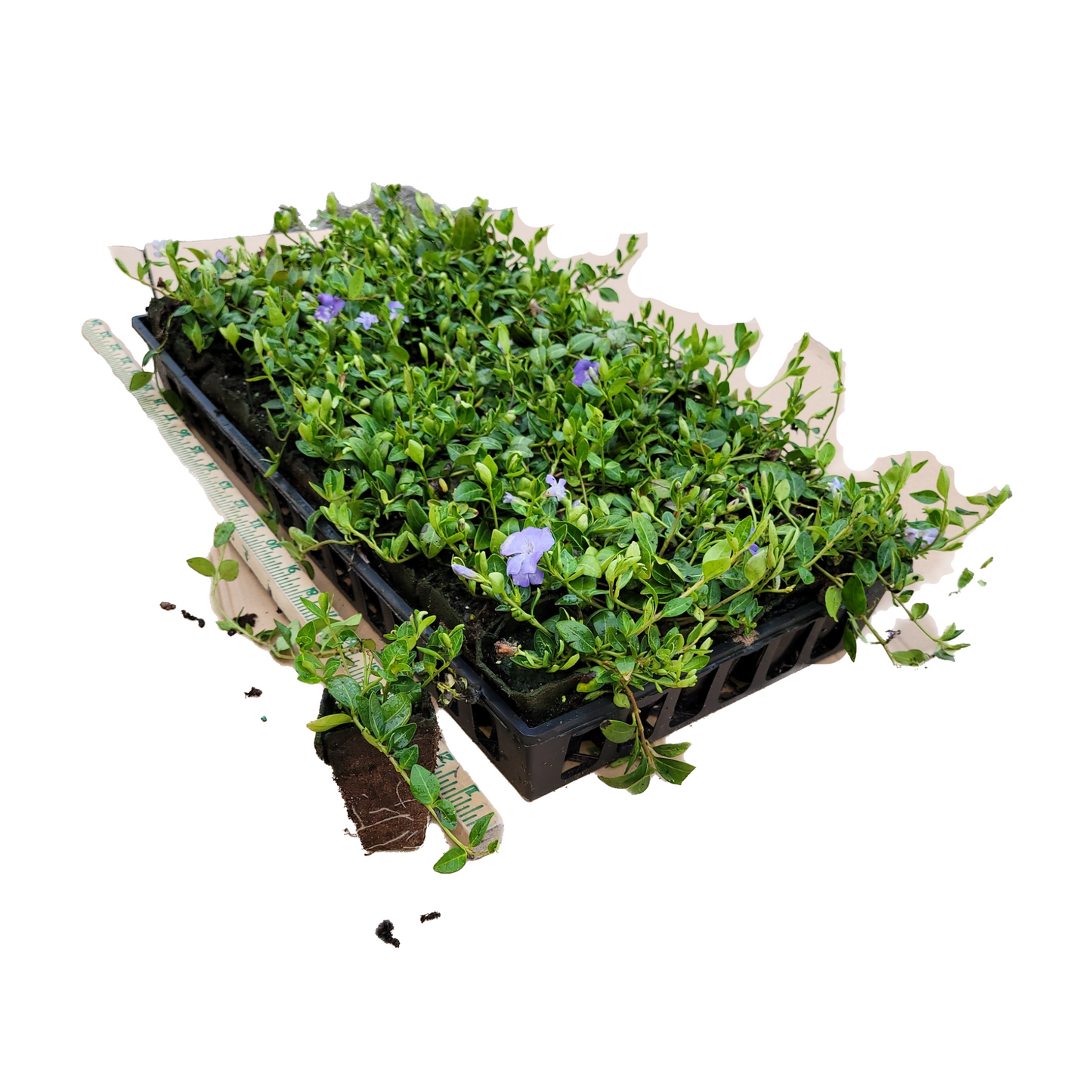Vinca Minor Bowles