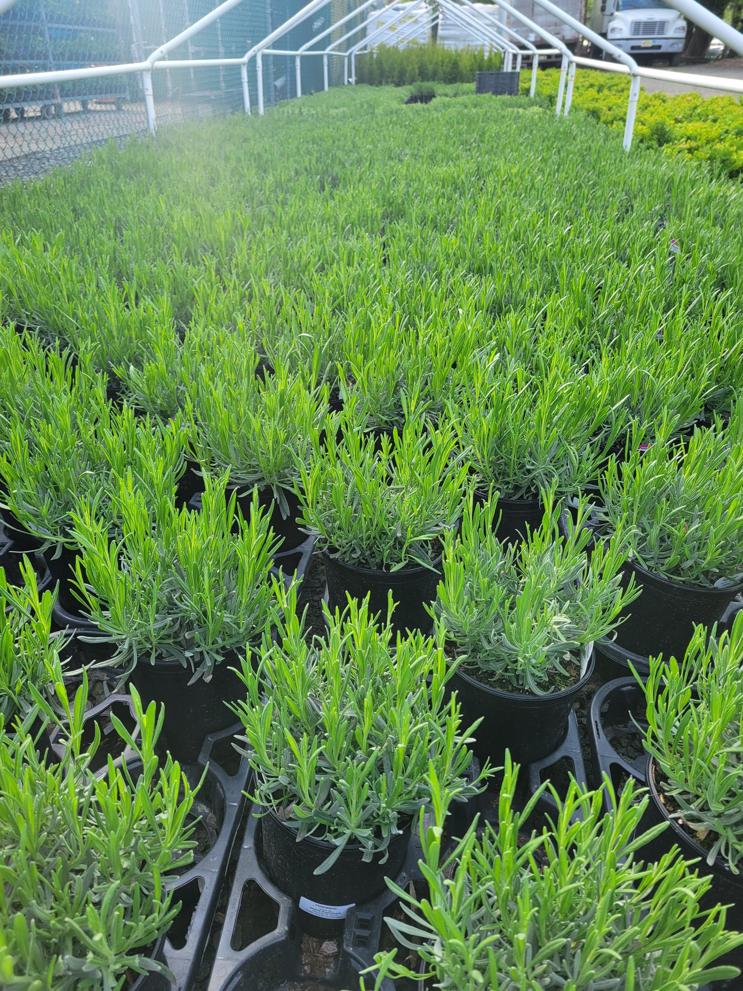 Lavender Phenomenal