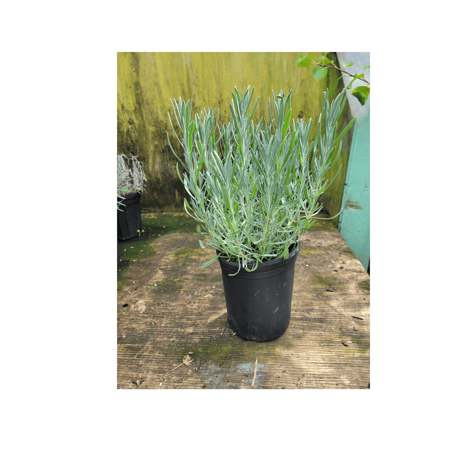 Lavender Phenomenal