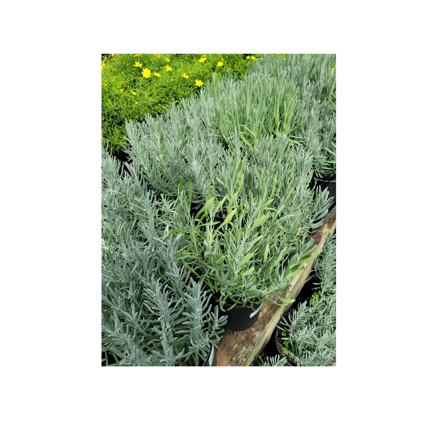 Lavender Phenomenal