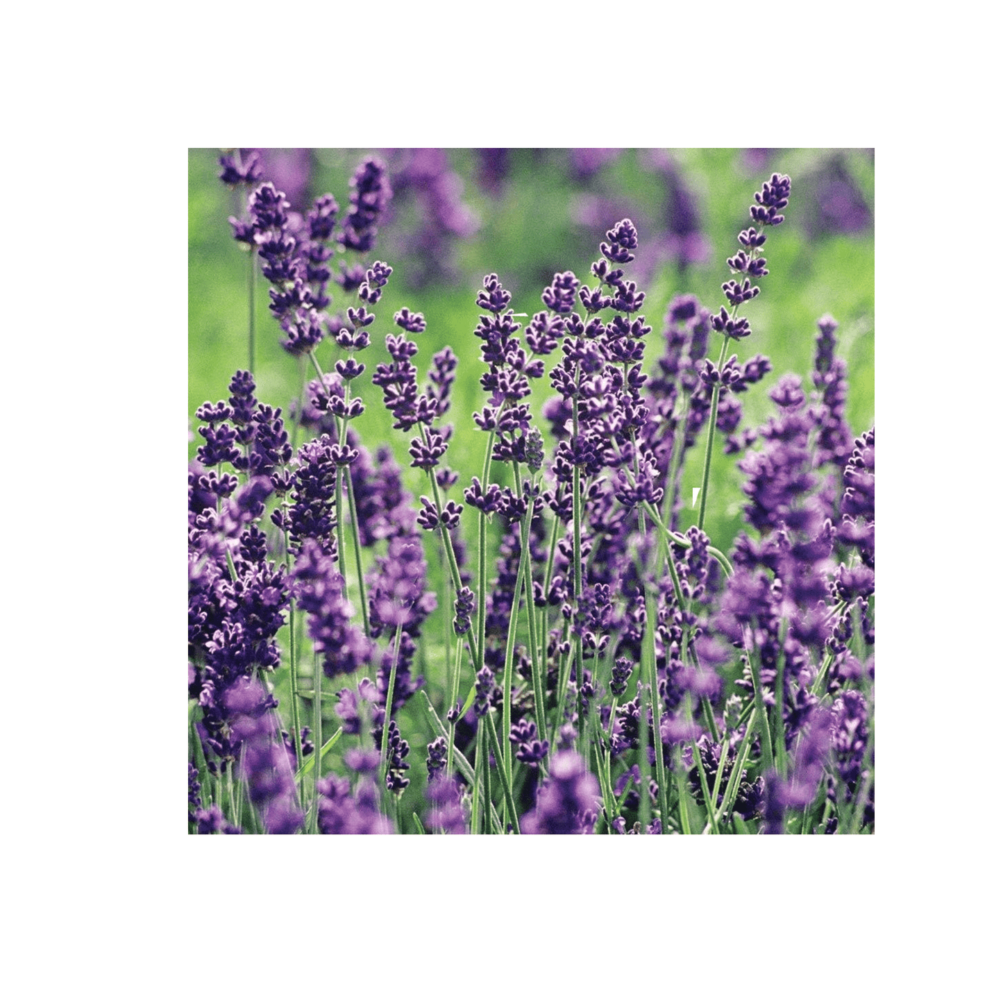 Lavender Phenomenal