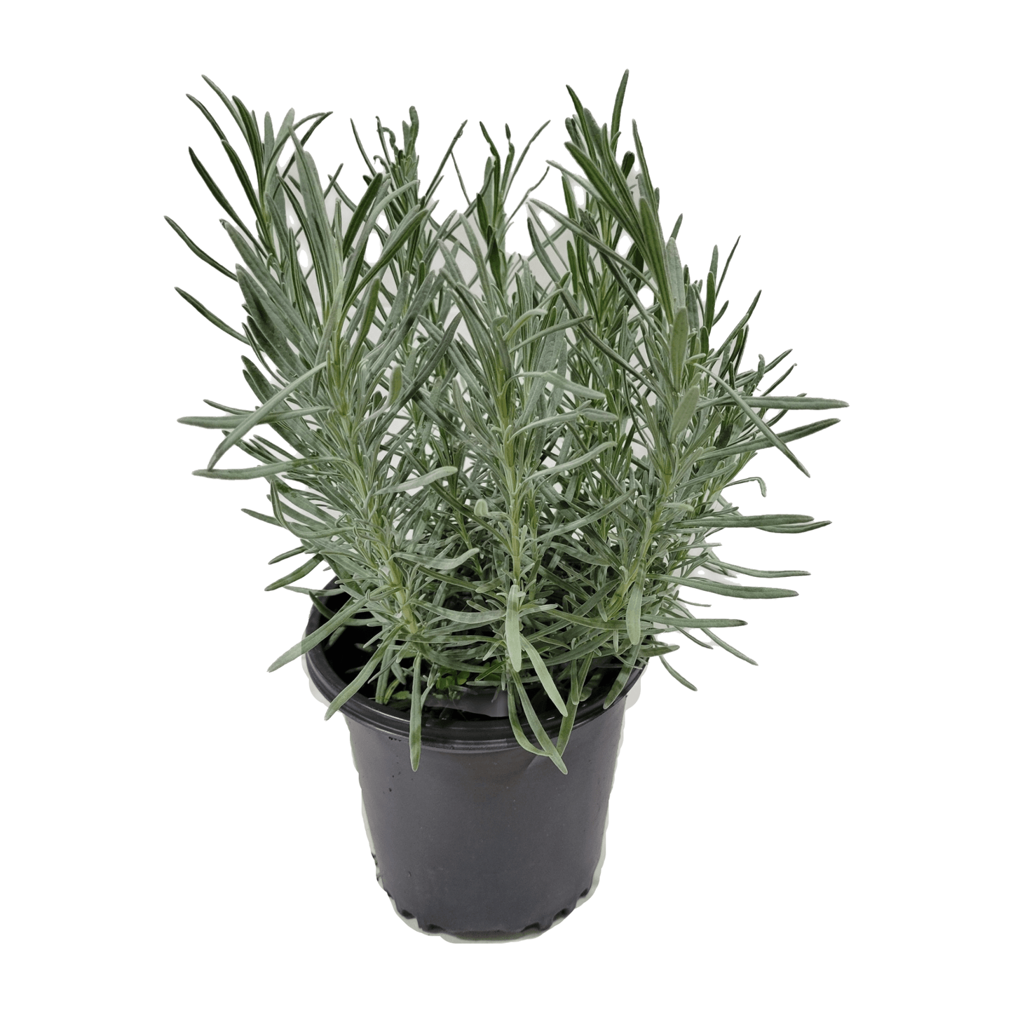 Lavender Phenomenal