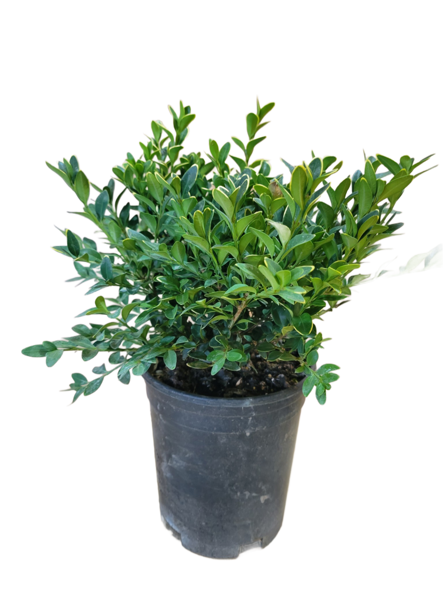 Boxwood Green Velvet