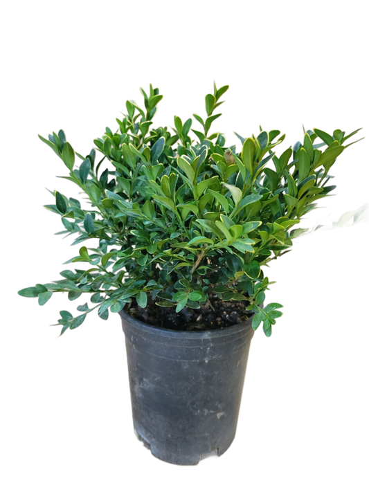Boxwood Green Velvet