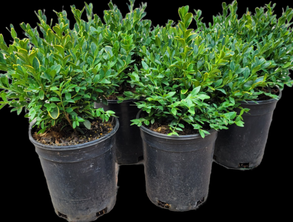 Boxwood Green Velvet
