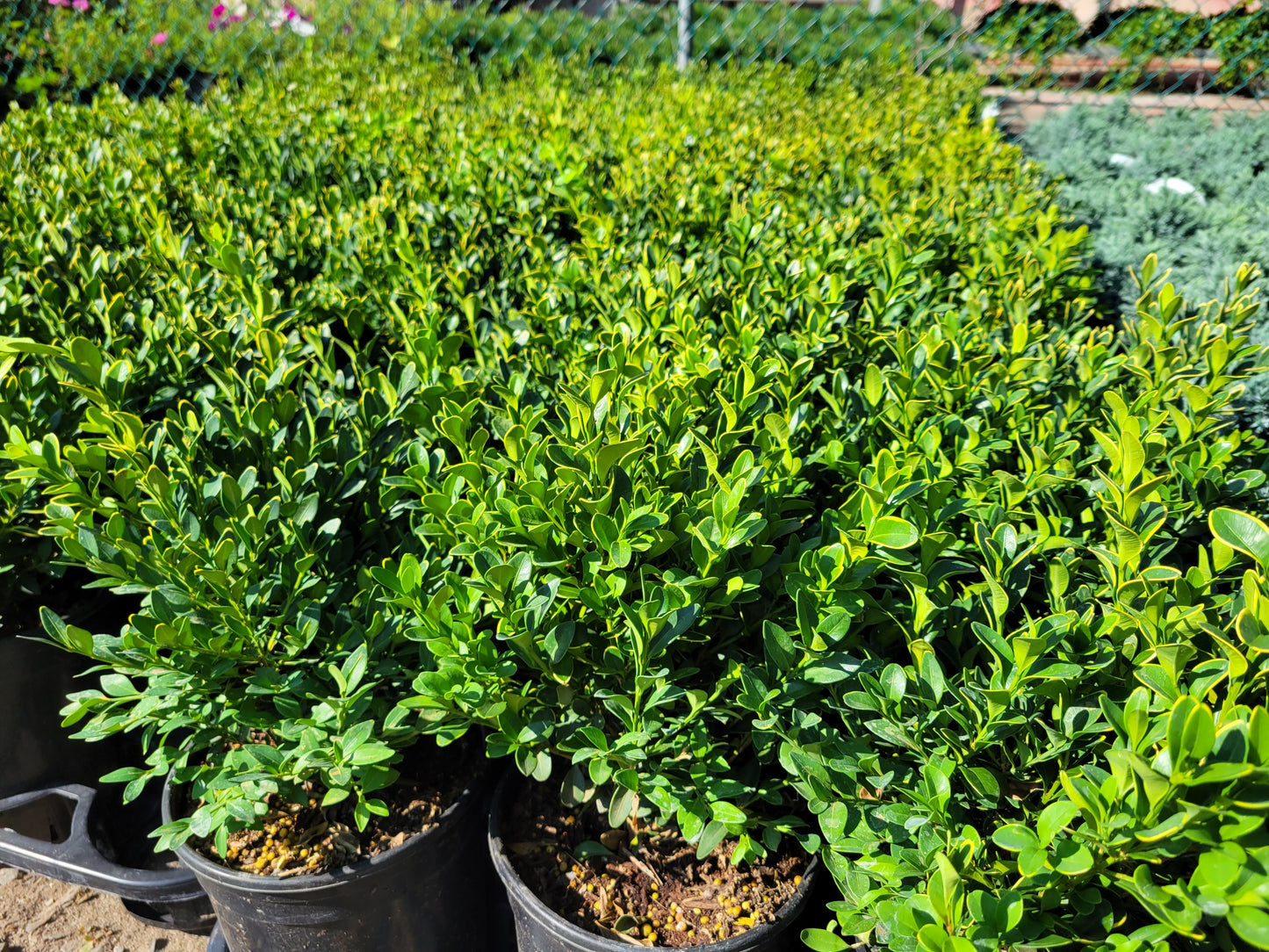 Boxwood Green Velvet