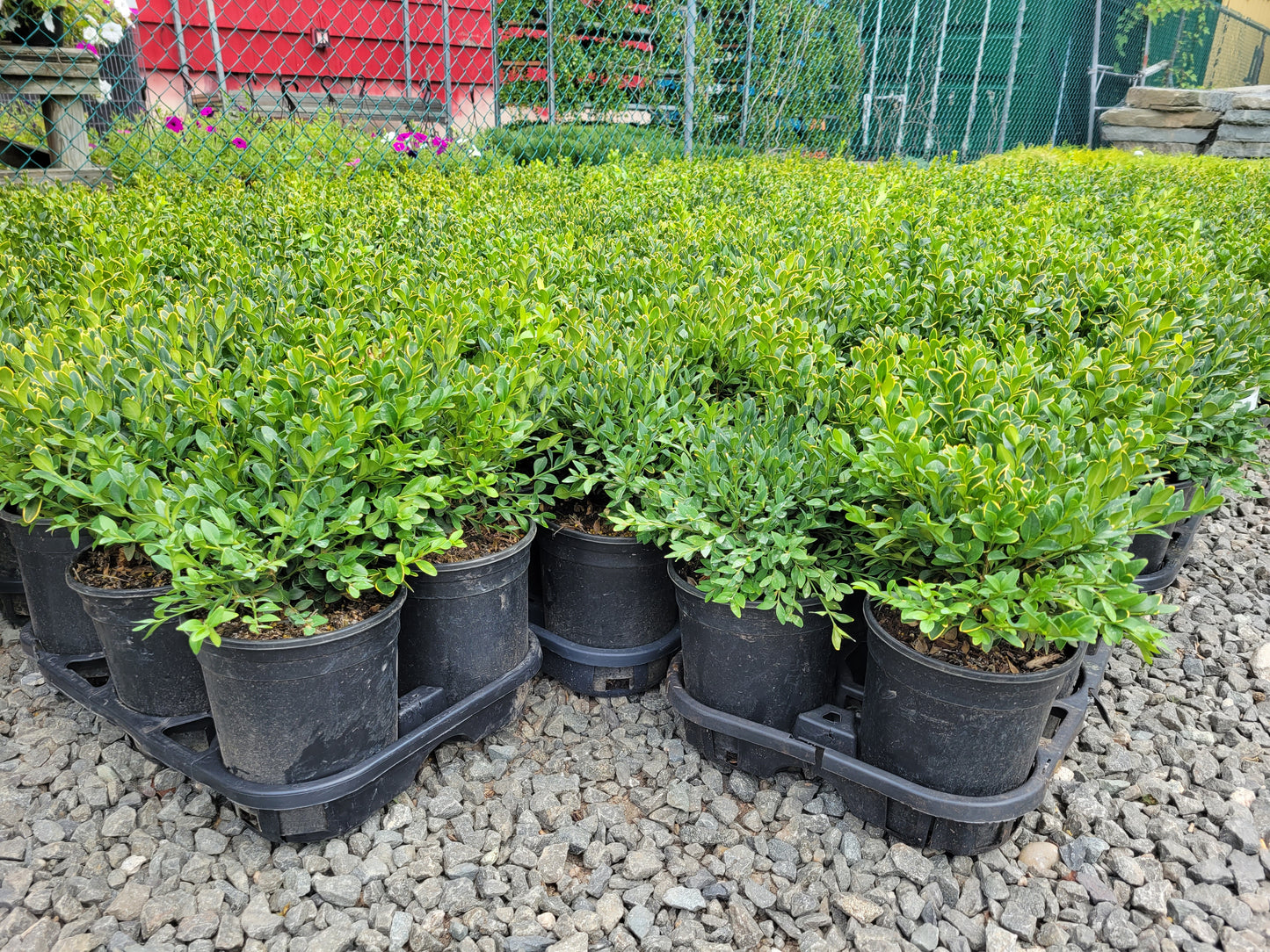 Boxwood Green Velvet