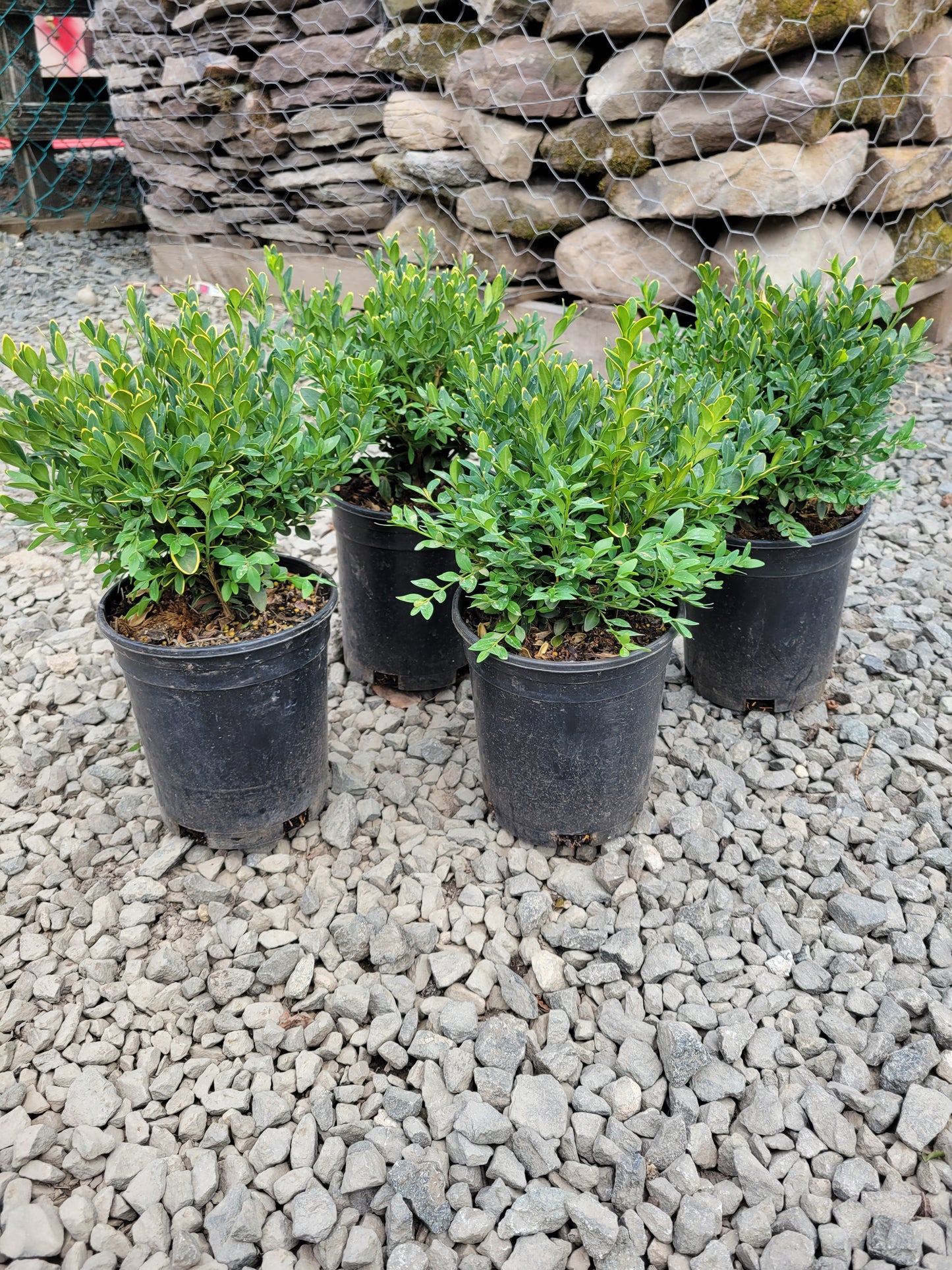 Boxwood Green Velvet