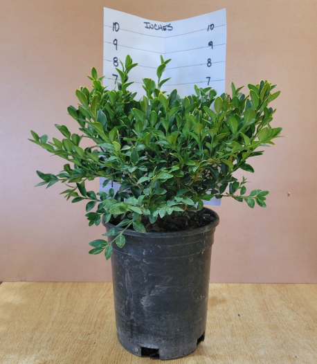 Boxwood Green Velvet