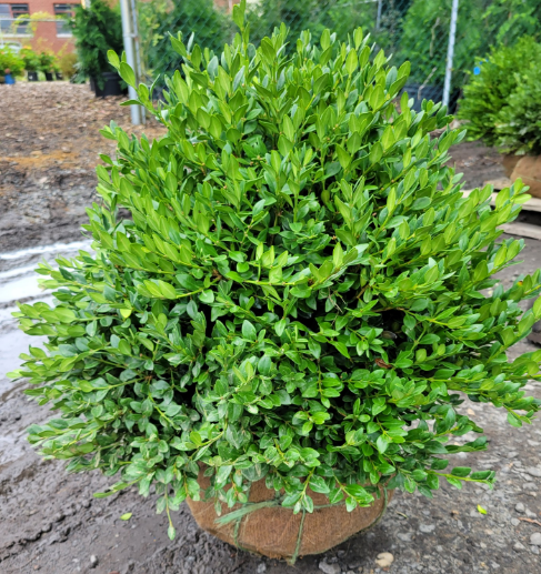 Boxwood Green Velvet