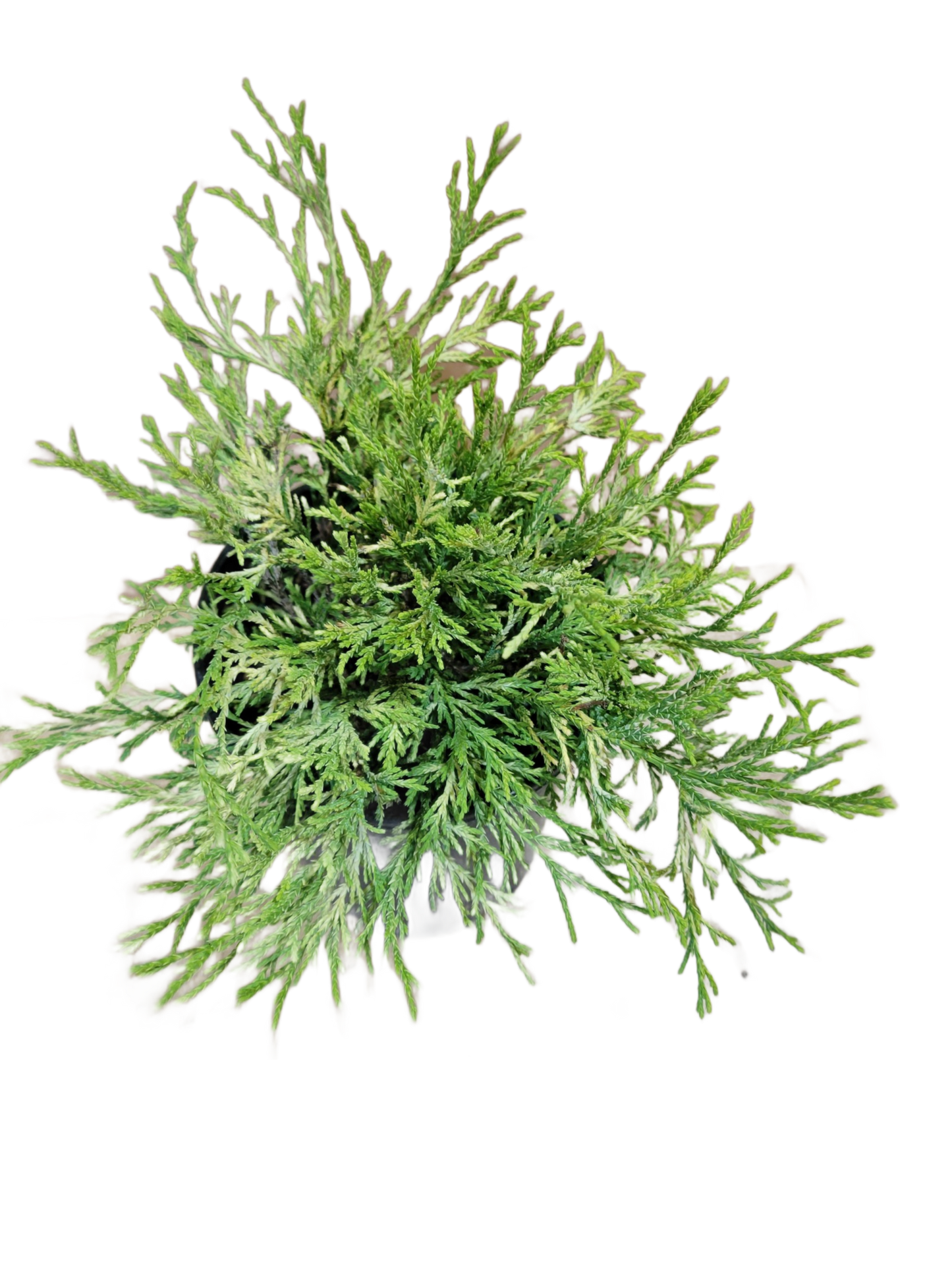 Gold Thread Cypress