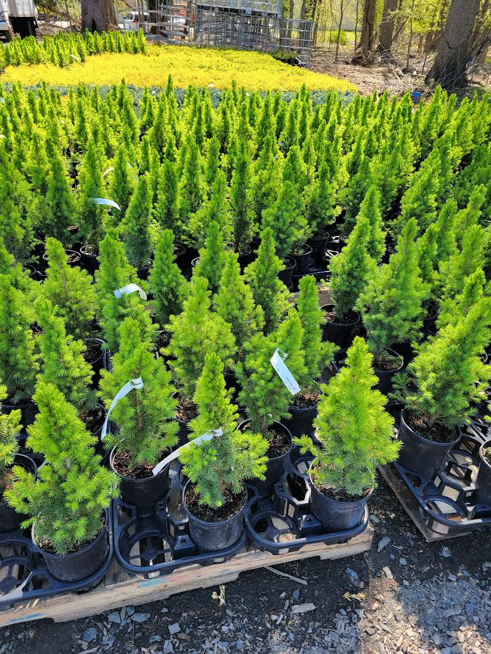 Dwarf Alberta Spruce