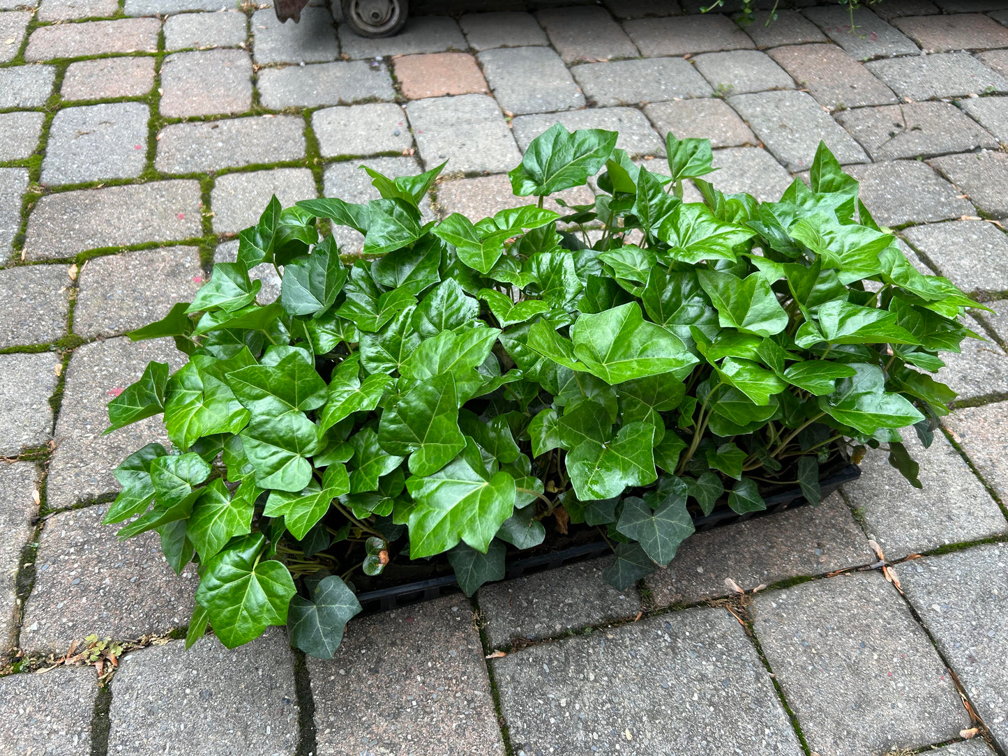 English Ivy