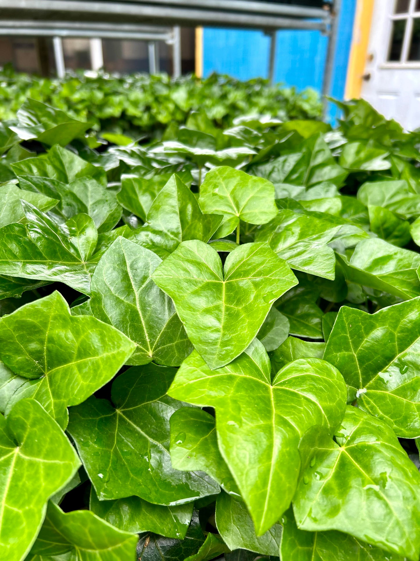 English Ivy