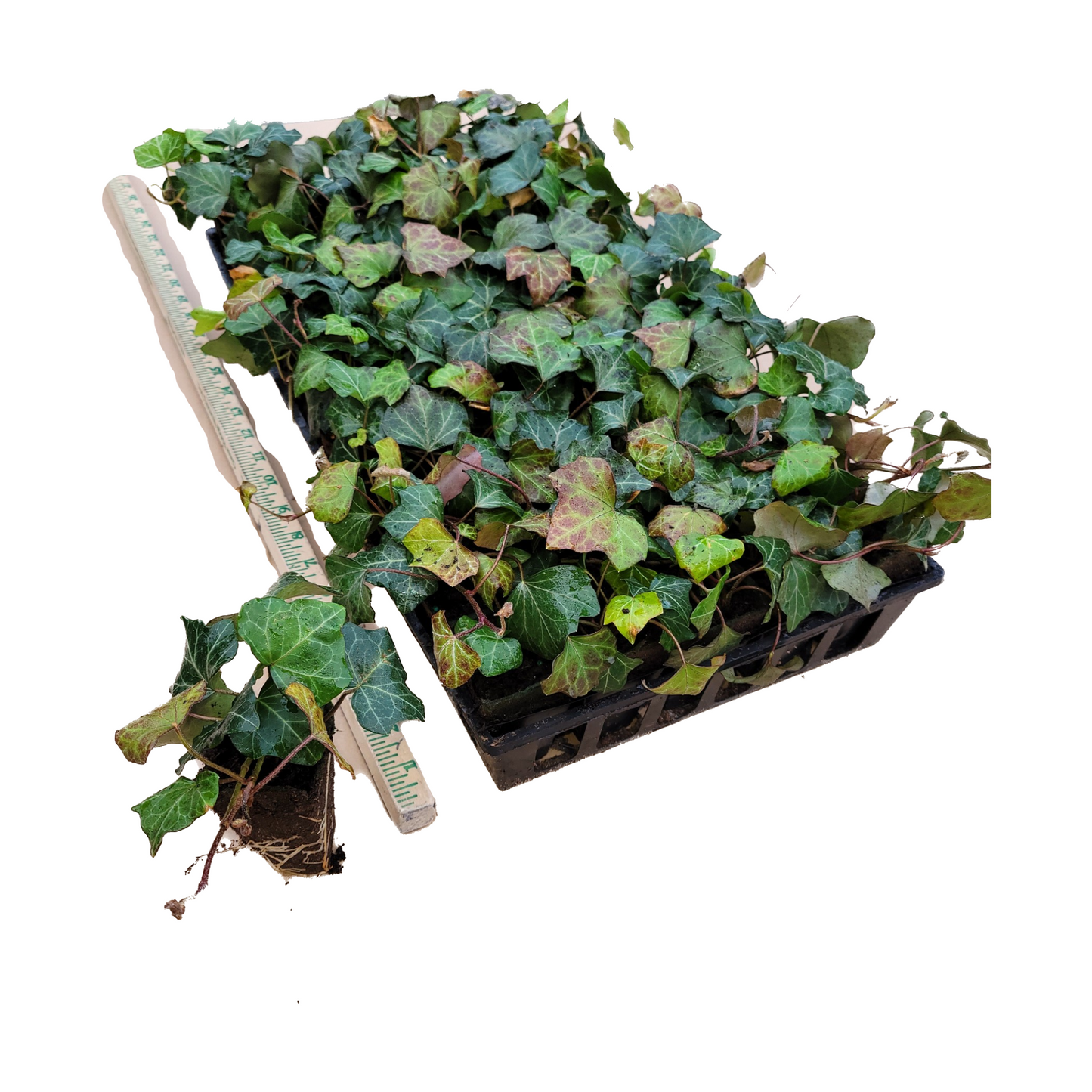 English Ivy