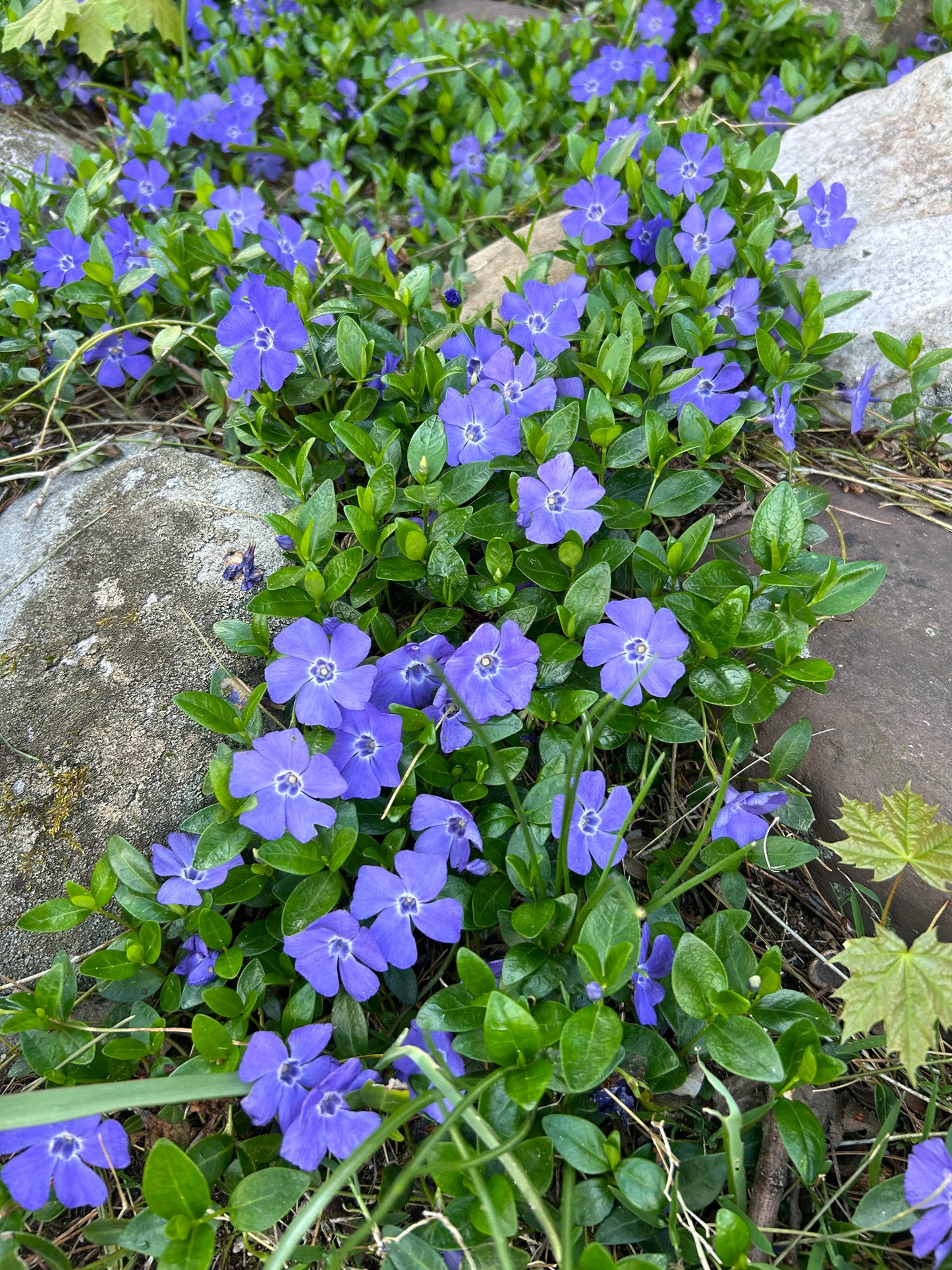 Vinca Minor Bowles