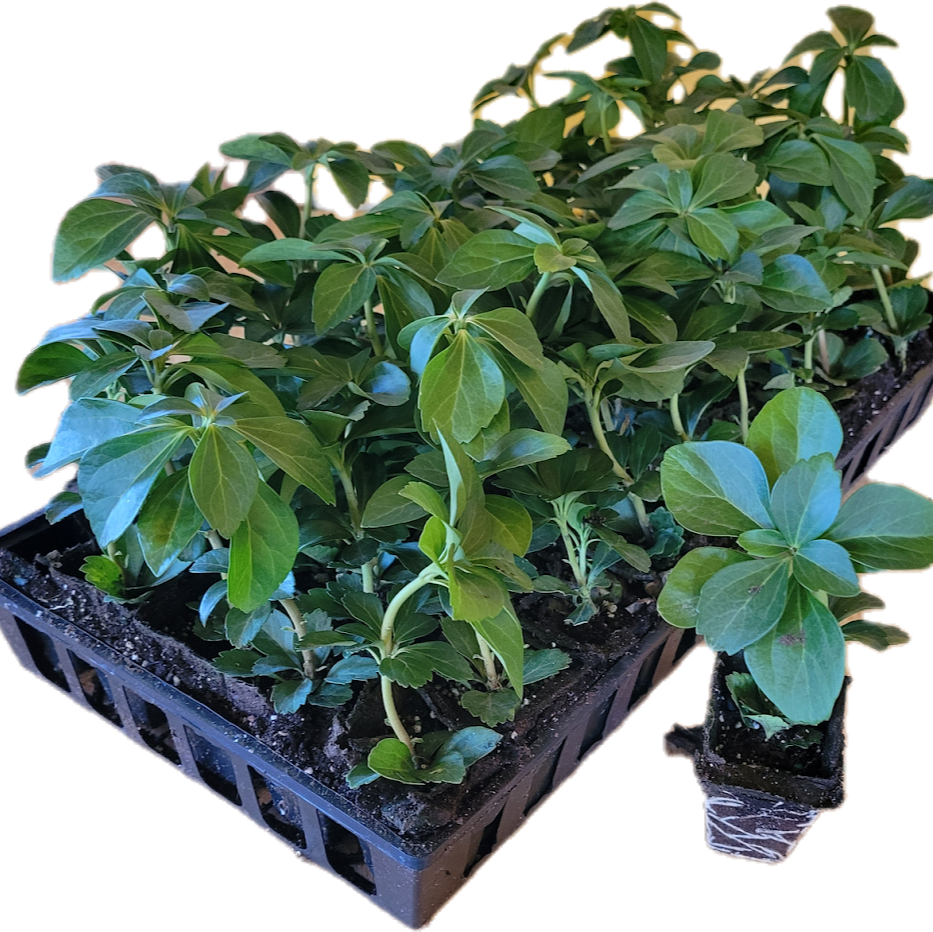 Plants in black plastic trays on a white background