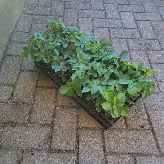 Plants in a black plastic tray on a paved surface