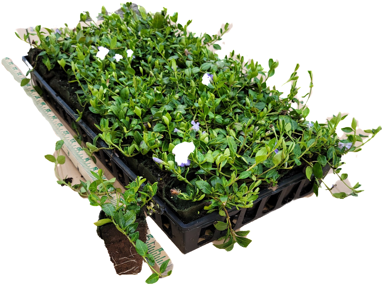 Vinca Minor Bowles
