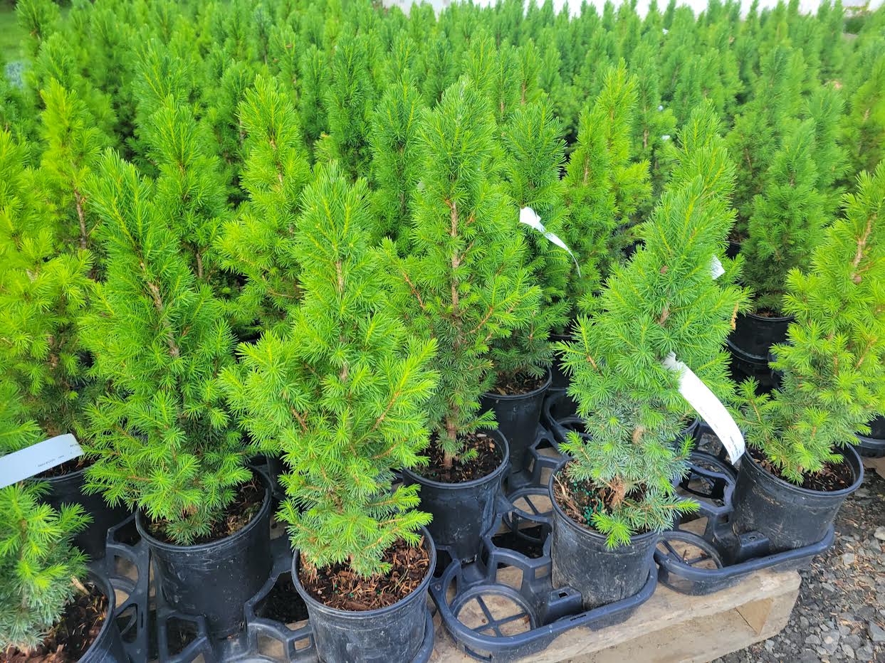 Dwarf Alberta Spruce