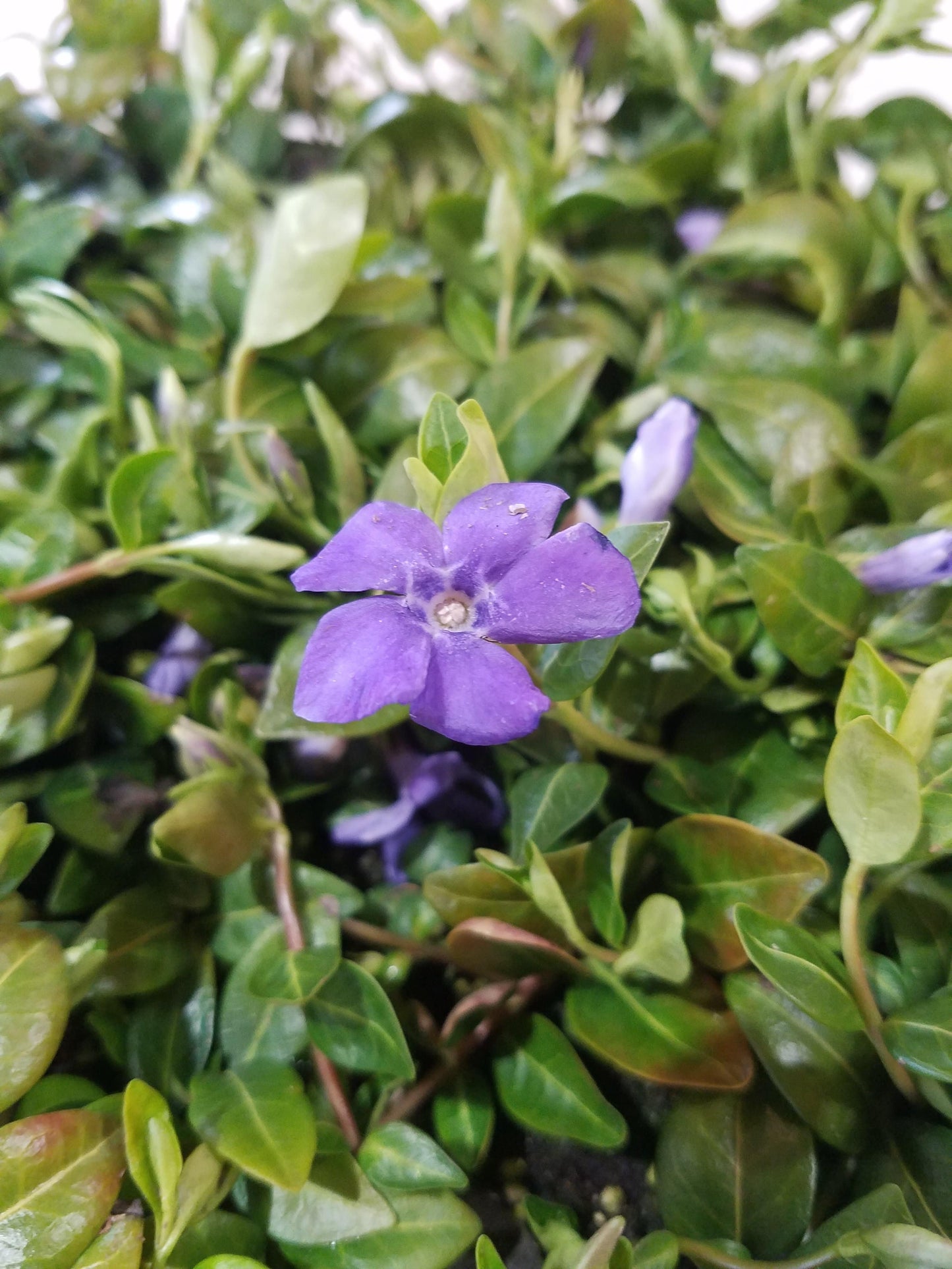 Vinca Minor Bowles
