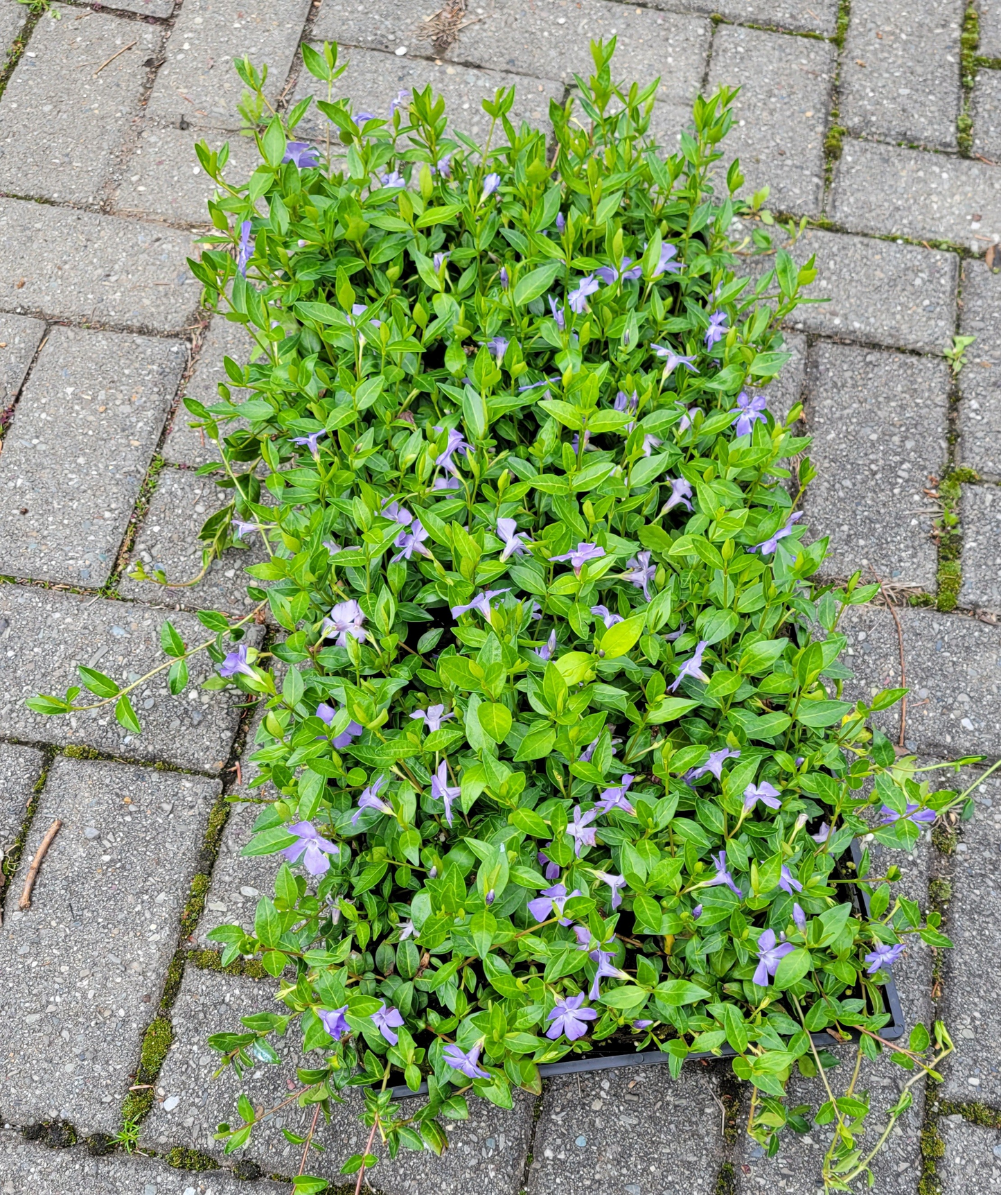 Vinca Minor Bowles