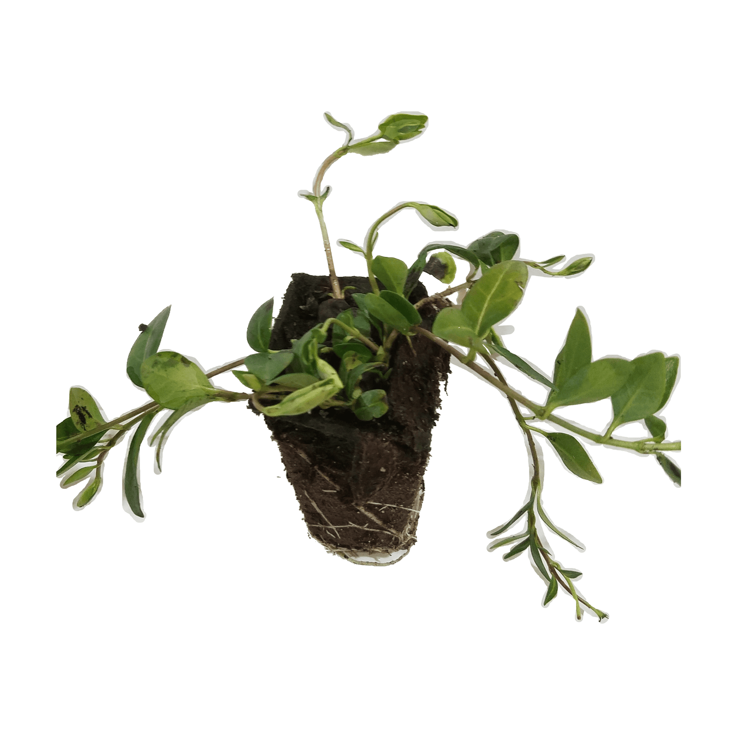 Vinca Minor Bowles