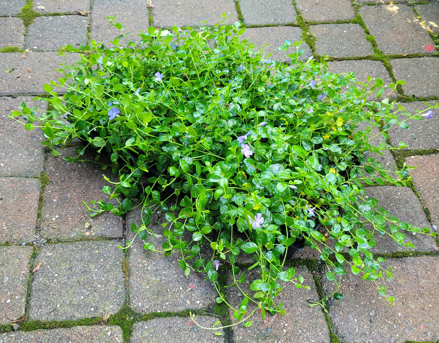 Vinca Minor Bowles