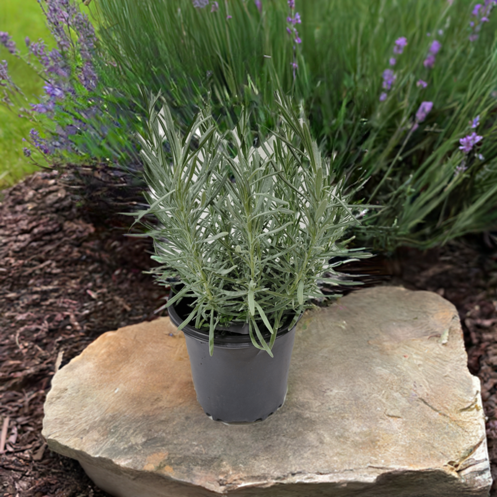 Lavender Phenomenal
